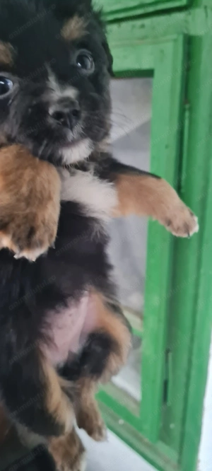 Donez 5 puiuți de cățel. - imagine 2