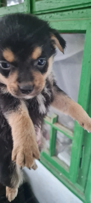 Donez 5 puiuți de cățel. - imagine 3