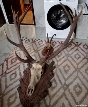 Trofeu coarne de cerb de colecție 