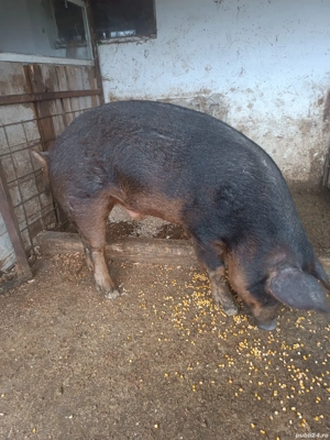 vând un porc 150kg - imagine 2