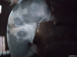 vând porc de tăiat.  - imagine 2