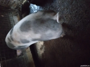 vând porc de tăiat.  - imagine 3