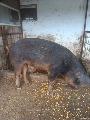 vând un porc 150kg - imagine 3