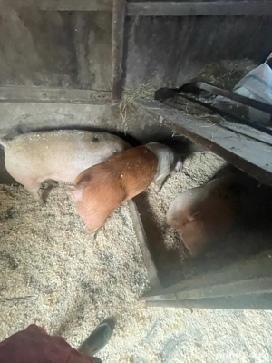 vand porci  - imagine 2