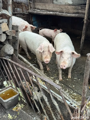 Porci de vanzare