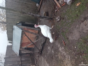 vand curcan - imagine 2