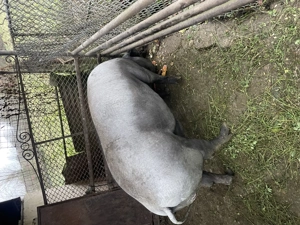 Vand porc  - imagine 2