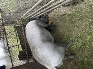 Vand porc  - imagine 3