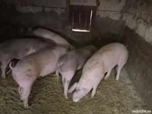 Porci de vanzare