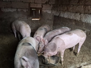 Porci de vanzare - imagine 5