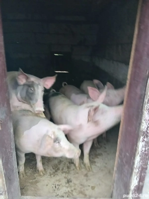 Porci de vanzare - imagine 4