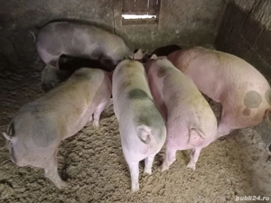 Porci de vanzare - imagine 3