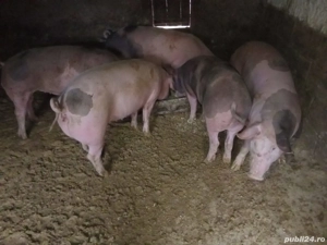 Porci de vanzare - imagine 2