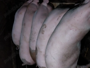 Porci crescuți bio în gospodărie