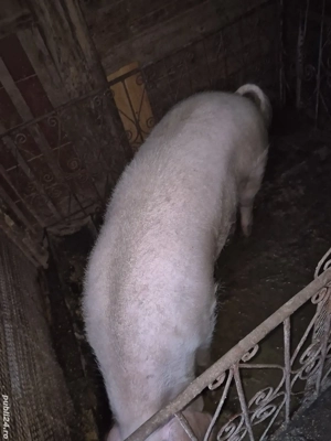 vand porc  - imagine 2