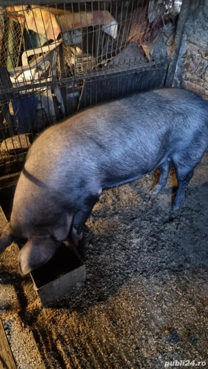 Porc intre 120-140 kg - imagine 2
