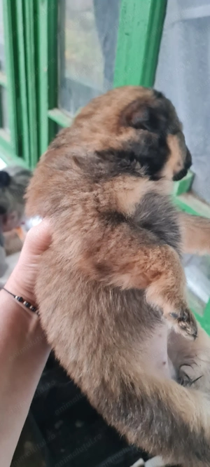 Donez 5 puiuți de cățel. - imagine 5