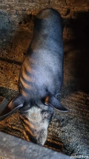 Porc intre 120-140 kg - imagine 4