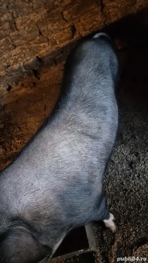 Porc intre 120-140 kg - imagine 3
