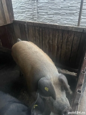 vand porci de carne duroc si marele alb - imagine 2