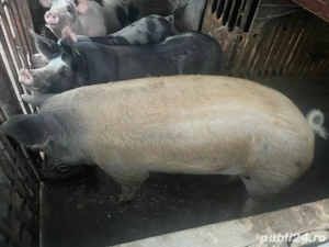 vand porci de carne duroc si marele alb
