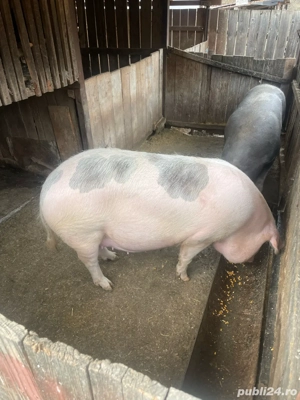vand porci de carne duroc si marele alb - imagine 3