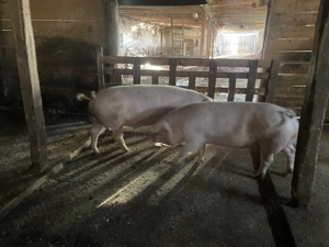 Porci de vânzare!  - imagine 2