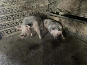 Porci de vânzare!  - imagine 3