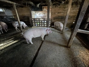 Porci de vânzare!  - imagine 4