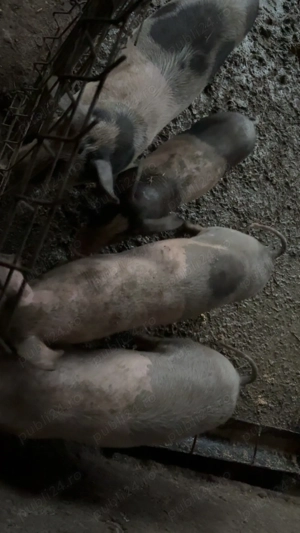 Purcei de vanzare si o scroafa pretul la telefon   - imagine 3