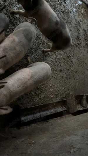 Purcei de vanzare si o scroafa pretul la telefon   - imagine 4