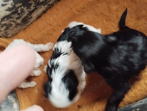 catei bichon maltez minitoy - imagine 4