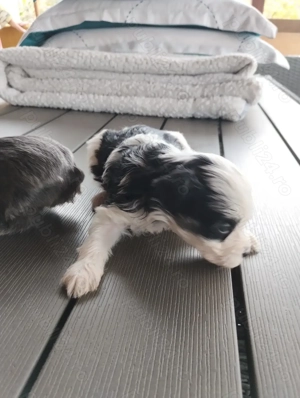 catei bichon maltez minitoy - imagine 5