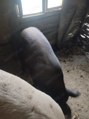 Vand porci pentru sacrificare  - imagine 2