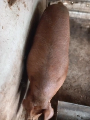 Duroc crescut natural - imagine 2