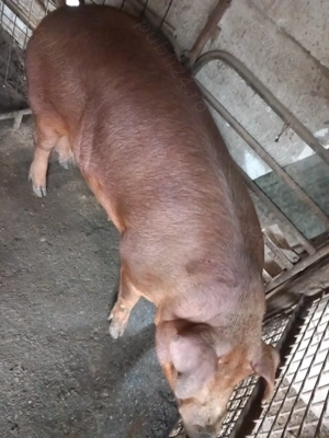 Duroc crescut natural - imagine 3