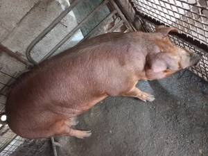 Duroc crescut natural - imagine 4