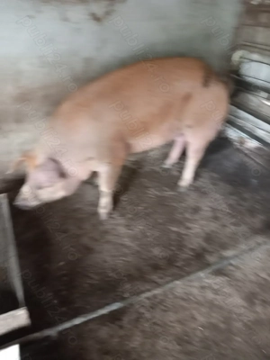 Duroc crescut natural - imagine 5