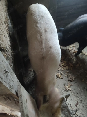 Porci de vânzare  - imagine 3