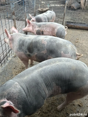 porci disponibili - imagine 5