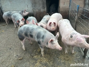 porci disponibili - imagine 3