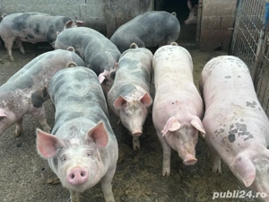 porci disponibili - imagine 2