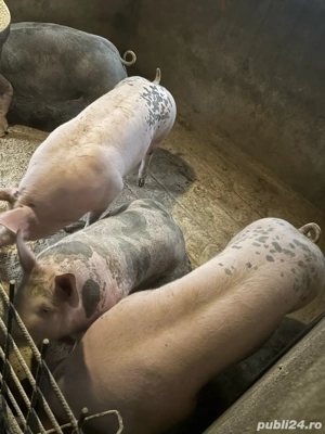 porci disponibili - imagine 4