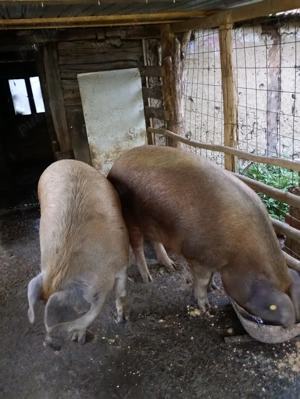 Porc de sacrificat - imagine 2