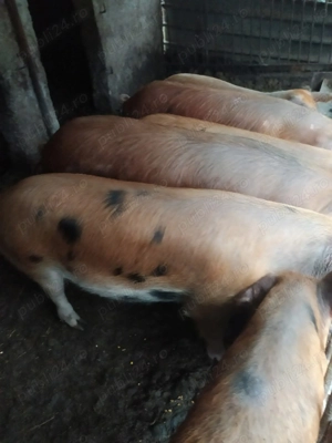 Vând porci mari pentru sacrificat  - imagine 2