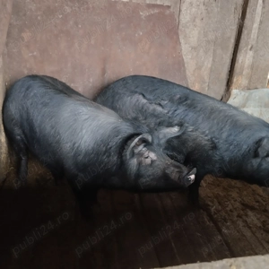 Vând porci mari pentru sacrificat  - imagine 3