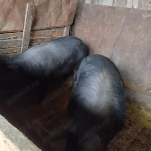 Vând porci mari pentru sacrificat  - imagine 4