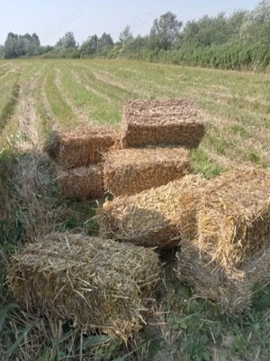 Vând baloti de paie din anul 2025