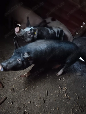 Porci de vânzare  - imagine 3