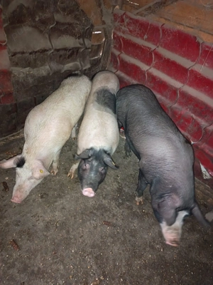 Porci de vânzare 